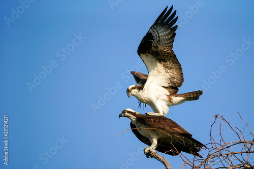 Osprey - Mating