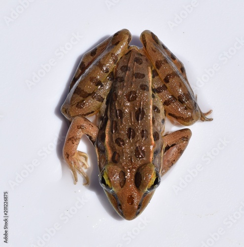 Top down view of a southern leopard frog