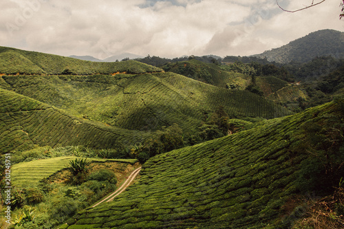 Plantacja herbaty w Malezji, Cameron Highlands