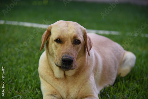 labrador