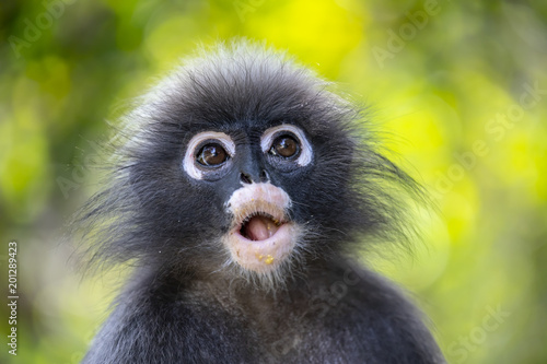 Wild Dusky leaf monkey in south of Thailand