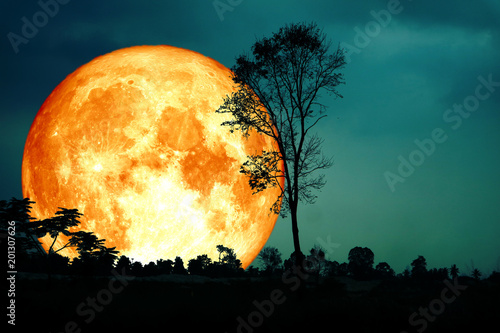 super full blood moon back silhouette branch tree dark forest blur sky