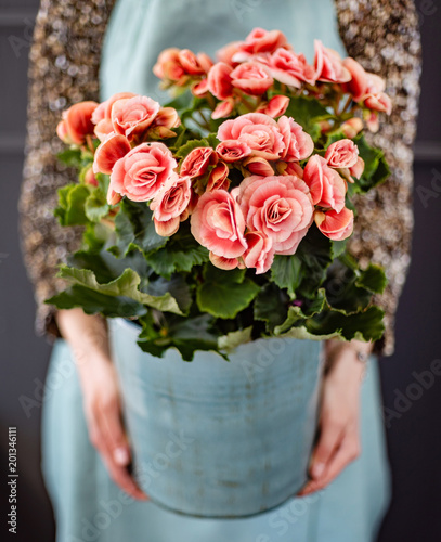 begonia in the pot