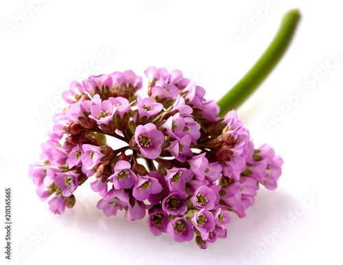 Close-up view to pink flower bergenia (also called elephant-ear, badan, Siberian tea, Mongolian tea, leather bergenia) isolated on white background. Bergenia crassifolia.