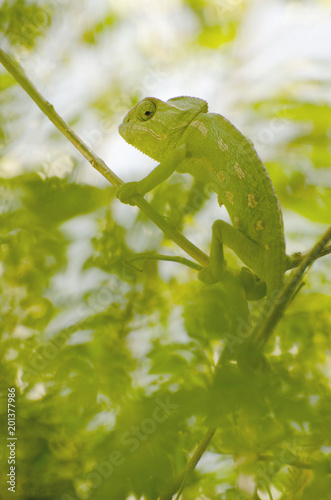  green chameleon looks sideways and he hides himself camouflaged in the thick vegetation of branches and plants