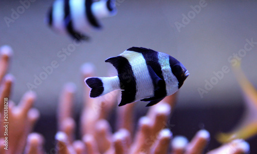 Four Stripe Damselfish - (Dascyllus melanurus)