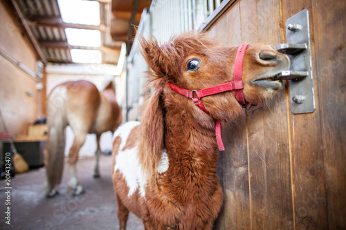 Portrait of a Shetlandpony in a stable