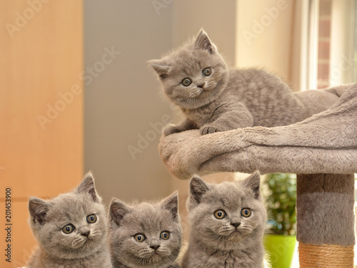 Four cute British blue kittens are sitting on a scratcher Look at the camera.