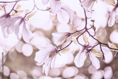 Fine delicate flowers of pink magnolia. Artistic photo, light exposure and soft selective focus. 