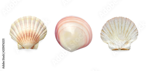 Collection Exotic conch isolated on a white background
