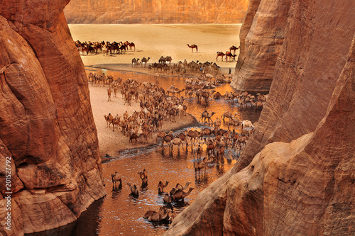 The Guelta d'Archei located in the Ennedi Plateau, in north-eastern Chad 