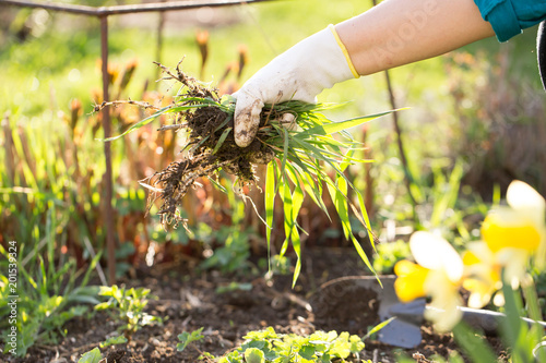 Woman hand clearing, pulling out some weed form her garden, using garden equipment