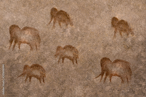 A herd of ancient animals on the wall of the cave. ancient history. archeology
