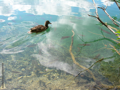 Kaczka pływajaca po czystej wodzie, w której widać ryby, Jeziora Plitwickie, Chorwacja