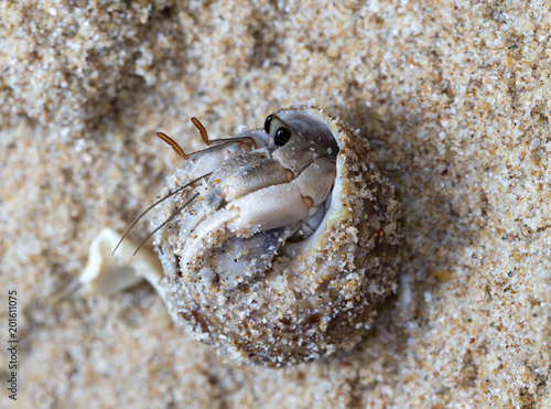 small hermit crab