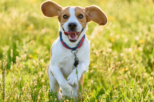 Beagle dog running outdoors