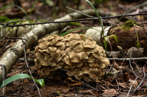 Mushroom Grifola frondosa. Summer wood. A maitake mushroom the ram growing in the summer wood.