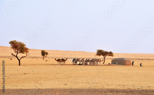 Village in the area of Sahel in Chad 