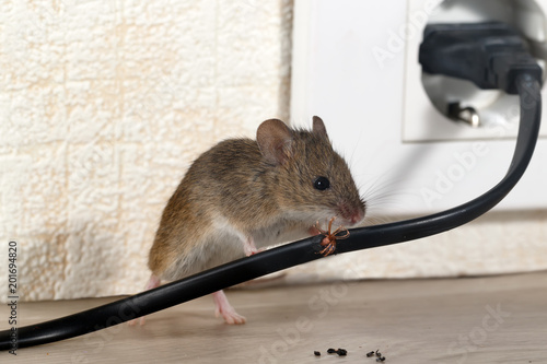 сloseup mouse gnaws wire in an apartment house near wall and electrical outlet . Inside high-rise buildings. Fight with mice in the apartment. Extermination. Small DOF focus put only to wire.