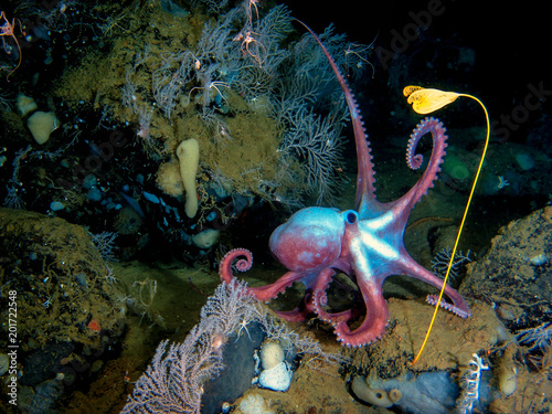 Deep-sea octopus Moosoctopus profundorum in his own garden with stalk lilies Ptilocrinus pinnatus (Russia, Bering Sea, Piip volcano, depth 2700 meters)