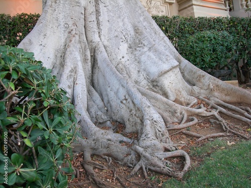 Podstawa pnia drzewa laurowego (Laurus nobilis), Monaco