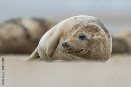 Atlantic Grey Seal Pup (Halichoerus grypus)/Atlantic Grey Seal Pup on sandy beach
