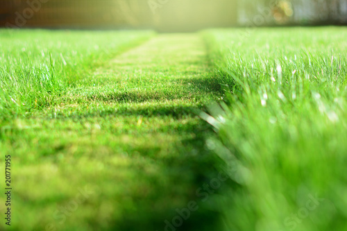 mowing the lawn. A perspective of green grass cut strip. Selective focus