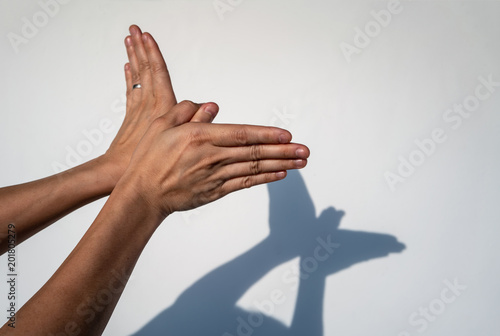 Woman hands creating silhouette shadow of animal on white wall background.