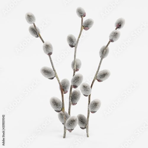 Realistic 3D Render of Willow Catkins