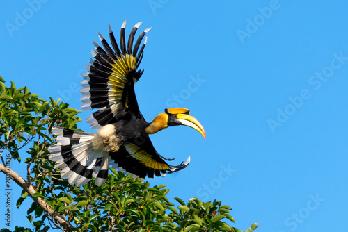 Flying great hornbill at Khao Yai national park, THAILAND