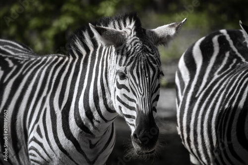 African plains zebra standing on the green background blurred in daytime