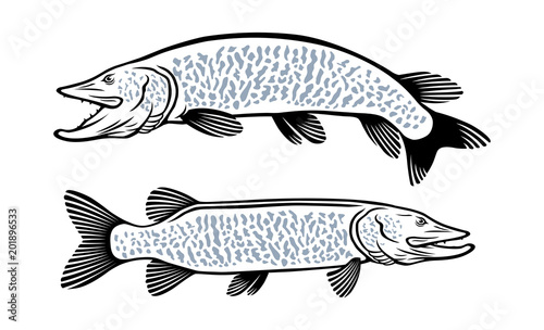 muskie fish