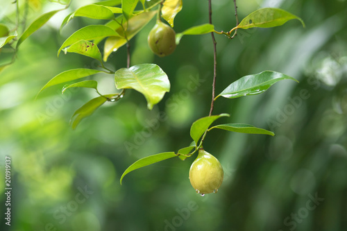 Fresh nutmeg hanging on tree
