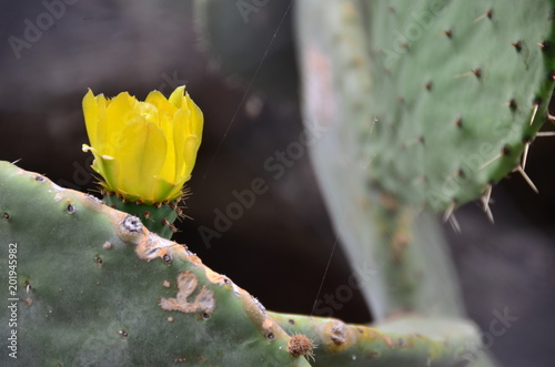 flor de tunera