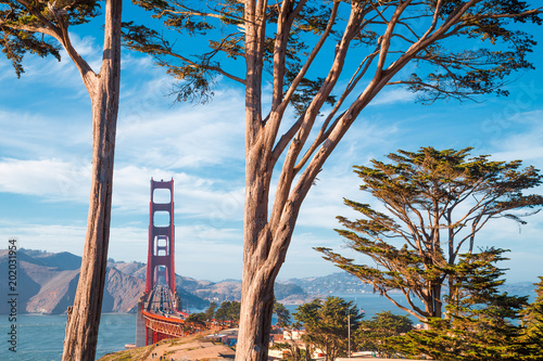 Golden Gate Bridge with cypress trees at Presidio Park, San Francisco, California, USA
