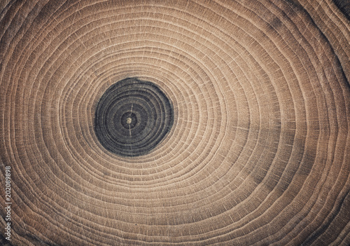 Pień powalonego drzewa - odcinek pnia z rocznymi pierścieniami. Kroić drewno