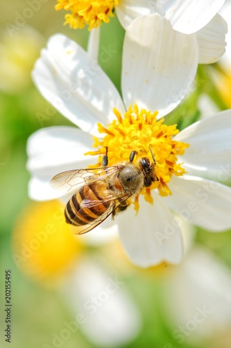 Little bee hang on the white flower