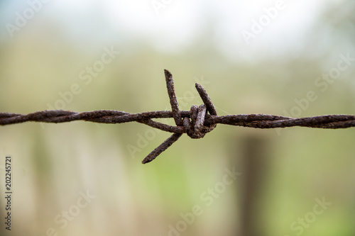 Old bared wire, security wire, rusty wire, Barbed wire. Barbed wire on the fence with the blue sky to worry about.