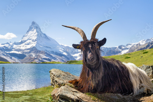 Walliser Schwarzhalsziege vor dem Stellisee und Matterhorn, Kanton Wallis, Schweiz