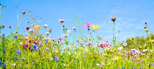 Blumenwiese - Hintergrund Panorama - Wildblumen Wiese