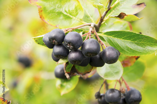 Aronia