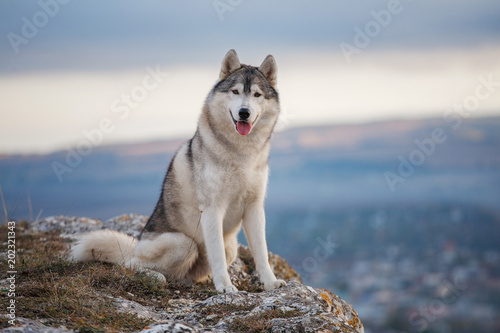 Gray Siberian husky sits on the edge of the rock and looks down. A dog on a natural background.