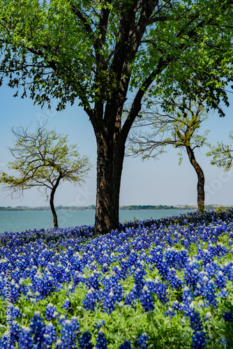 North Texas Lone Star Bluebonnet Spring