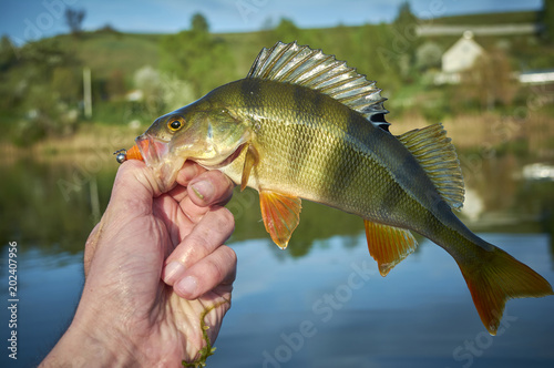 A perch on a hook. Fish in the fisherman's hand. Picturesque pond in the village. The bait in a predator jaw. Sports with spinning. Silicone artificial fishing lures. Relax near the water.