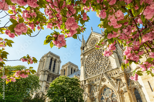 The rose window and bell towers of Notre-Dame de Paris cathedral by a sunny spring day seen from under japanese cherry trees in full bloom with branches laden with pink flowers in the foreground.