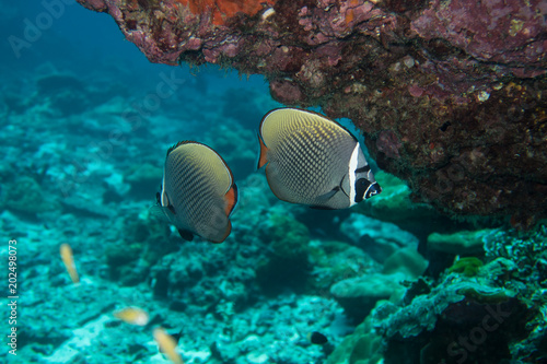 Redtail butterfly fishes at Richelieu rock in the Mu Koh Surin marine park, Thailand