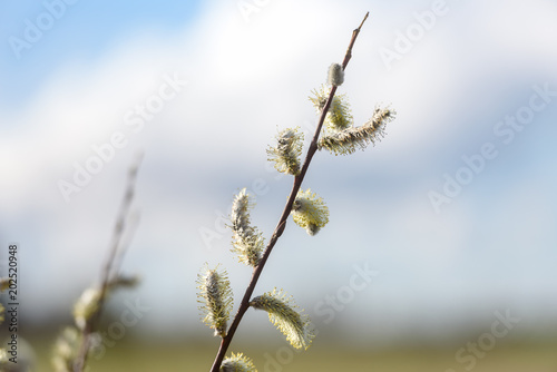 Branch of flowering willow against the sky