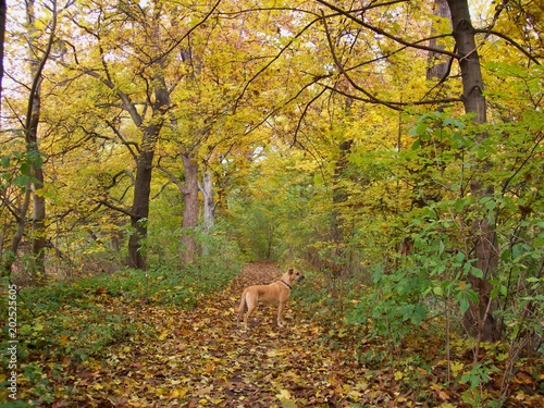 Yellow dog on an autumn yellow road in the forest