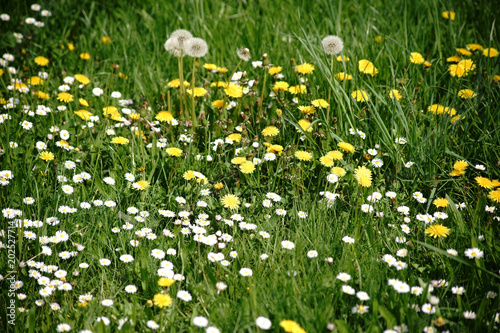 Wildwiese mit Blumen / Eine Wildwiese mit verschiedenen Blumen, wie Löwenzahn und Gänseblumen.