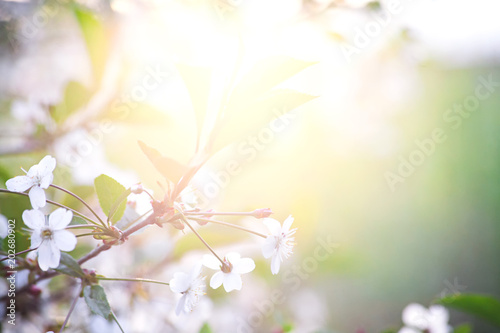 Cherry blossom in spring. Sun light
